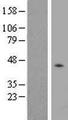 P2RY2 / P2Y2 Protein - Western validation with an anti-DDK antibody * L: Control HEK293 lysate R: Over-expression lysate