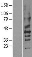P2RY2 / P2Y2 Protein - Western validation with an anti-DDK antibody * L: Control HEK293 lysate R: Over-expression lysate