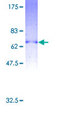 P2RY2 / P2Y2 Protein - 12.5% SDS-PAGE of human P2RY2 stained with Coomassie Blue