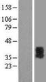 P2RY6 / P2Y6 Protein - Western validation with an anti-DDK antibody * L: Control HEK293 lysate R: Over-expression lysate