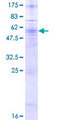 P2Y10 / P2RY10 Protein - 12.5% SDS-PAGE of human P2RY10 stained with Coomassie Blue