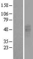 P2Y13 / P2RY13 Protein - Western validation with an anti-DDK antibody * L: Control HEK293 lysate R: Over-expression lysate