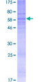 P2Y13 / P2RY13 Protein - 12.5% SDS-PAGE of human P2RY13 stained with Coomassie Blue