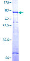 P3H1 / LEPRE1 Protein - 12.5% SDS-PAGE of human LEPRE1 stained with Coomassie Blue