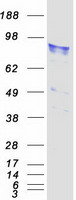 P3H1 / LEPRE1 Protein - Purified recombinant protein P3H1 was analyzed by SDS-PAGE gel and Coomassie Blue Staining