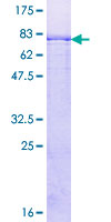 P3H4 / LEPREL4 Protein - 12.5% SDS-PAGE of human SC65 stained with Coomassie Blue