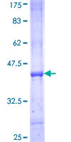 P3H4 / LEPREL4 Protein - 12.5% SDS-PAGE Stained with Coomassie Blue.