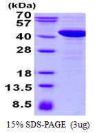 P40PHOX / NCF4 Protein
