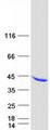 P40PHOX / NCF4 Protein - Purified recombinant protein NCF4 was analyzed by SDS-PAGE gel and Coomassie Blue Staining