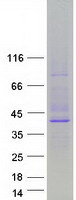 P450SCC / CYP11A1 Protein - Purified recombinant protein CYP11A1 was analyzed by SDS-PAGE gel and Coomassie Blue Staining