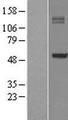 P4HA1 Protein - Western validation with an anti-DDK antibody * L: Control HEK293 lysate R: Over-expression lysate