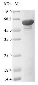 P4HA1 Protein - (Tris-Glycine gel) Discontinuous SDS-PAGE (reduced) with 5% enrichment gel and 15% separation gel.