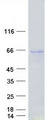 P4HA1 Protein - Purified recombinant protein P4HA1 was analyzed by SDS-PAGE gel and Coomassie Blue Staining