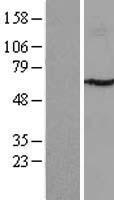 P4HA3 Protein - Western validation with an anti-DDK antibody * L: Control HEK293 lysate R: Over-expression lysate