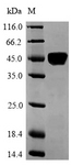 p56lck / LCK Protein - (Tris-Glycine gel) Discontinuous SDS-PAGE (reduced) with 5% enrichment gel and 15% separation gel.