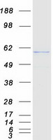 p56lck / LCK Protein - Purified recombinant protein LCK was analyzed by SDS-PAGE gel and Coomassie Blue Staining
