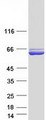 P5CDH / ALDH4A1 Protein - Purified recombinant protein ALDH4A1 was analyzed by SDS-PAGE gel and Coomassie Blue Staining