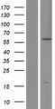 p66 / SHC Protein - Western validation with an anti-DDK antibody * L: Control HEK293 lysate R: Over-expression lysate