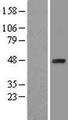 PA2G4 / EBP1 Protein - Western validation with an anti-DDK antibody * L: Control HEK293 lysate R: Over-expression lysate