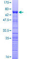 PA2G4 / EBP1 Protein - 12.5% SDS-PAGE of human PA2G4 stained with Coomassie Blue