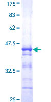 PA2G4 / EBP1 Protein - 12.5% SDS-PAGE Stained with Coomassie Blue.