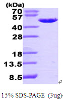 PA2G4 / EBP1 Protein