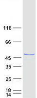 PA2G4 / EBP1 Protein - Purified recombinant protein PA2G4 was analyzed by SDS-PAGE gel and Coomassie Blue Staining