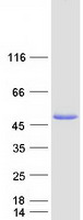 PAAF1 Protein - Purified recombinant protein PAAF1 was analyzed by SDS-PAGE gel and Coomassie Blue Staining