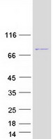 PABPC1 / PABP1 Protein - Purified recombinant protein PABPC1 was analyzed by SDS-PAGE gel and Coomassie Blue Staining