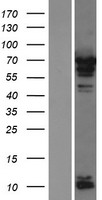 PABPC4 Protein - Western validation with an anti-DDK antibody * L: Control HEK293 lysate R: Over-expression lysate