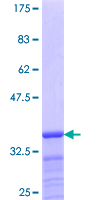 PABPC5 Protein - 12.5% SDS-PAGE Stained with Coomassie Blue.