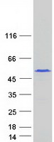 PABPN1L Protein - Purified recombinant protein PABPN1L was analyzed by SDS-PAGE gel and Coomassie Blue Staining