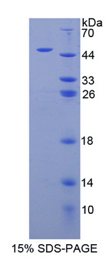 PACAP Protein - Recombinant  Adenylate Cyclase Activating Polypeptide 1, Pituitary By SDS-PAGE