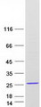 PACAP Protein - Purified recombinant protein ADCYAP1 was analyzed by SDS-PAGE gel and Coomassie Blue Staining