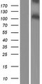 PACE4 / PCSK6 Protein - Western validation with an anti-DDK antibody * L: Control HEK293 lysate R: Over-expression lysate