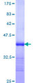 PACE4 / PCSK6 Protein - 12.5% SDS-PAGE Stained with Coomassie Blue.
