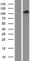 PACS2 Protein - Western validation with an anti-DDK antibody * L: Control HEK293 lysate R: Over-expression lysate