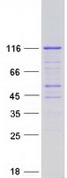 PACS2 Protein - Purified recombinant protein PACS2 was analyzed by SDS-PAGE gel and Coomassie Blue Staining