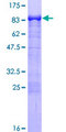 PACSIN2 Protein - 12.5% SDS-PAGE of human PACSIN2 stained with Coomassie Blue