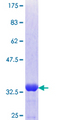 PACSIN2 Protein - 12.5% SDS-PAGE Stained with Coomassie Blue.