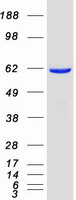 PACSIN2 Protein - Purified recombinant protein PACSIN2 was analyzed by SDS-PAGE gel and Coomassie Blue Staining