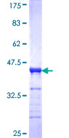 PACSIN3 Protein - 12.5% SDS-PAGE Stained with Coomassie Blue.