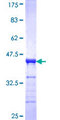 PACSIN3 Protein - 12.5% SDS-PAGE Stained with Coomassie Blue.