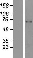 PAD2 / PADI2 Protein - Western validation with an anti-DDK antibody * L: Control HEK293 lysate R: Over-expression lysate