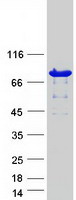 PAD2 / PADI2 Protein - Purified recombinant protein PADI2 was analyzed by SDS-PAGE gel and Coomassie Blue Staining