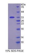PADI1 Protein - Recombinant Peptidyl Arginine Deiminase Type I (PADI1) by SDS-PAGE