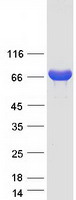 PADI1 Protein - Purified recombinant protein PADI1 was analyzed by SDS-PAGE gel and Coomassie Blue Staining