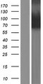 PADI3 Protein - Western validation with an anti-DDK antibody * L: Control HEK293 lysate R: Over-expression lysate