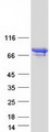 PADI6 Protein - Purified recombinant protein PADI6 was analyzed by SDS-PAGE gel and Coomassie Blue Staining