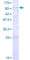 PAEL Receptor / GPR37 Protein - 12.5% SDS-PAGE of human GPR37 stained with Coomassie Blue